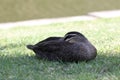 Pacific Black Duck, Anas superciliosa, resting Royalty Free Stock Photo