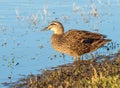 Pacific Black Duck