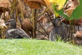 Pacific Black Duck, dabbling ducks, sitting on green grass near Royalty Free Stock Photo