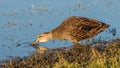 Pacific Black Duck Drinking