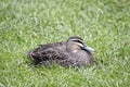 Pacific black duck Royalty Free Stock Photo