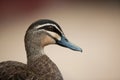 Pacific black duck Royalty Free Stock Photo