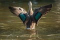 Pacific Black Duck Preening Royalty Free Stock Photo