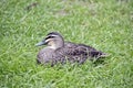 Pacific black duck Royalty Free Stock Photo