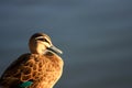 Pacific Black duck sitting in morning sunlight. Royalty Free Stock Photo