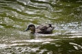 The Pacific black duck is swimming Royalty Free Stock Photo