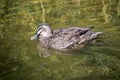 The pacific black duck is swimming in a pond Royalty Free Stock Photo