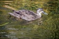 The pacific black duck is swimming in a pond Royalty Free Stock Photo