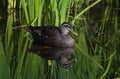 Pacific Black Duck in Tasmania