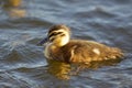 Pacific Black Duckling