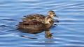 Pacific Black Ducks