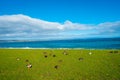 The Pacific black ducks or grey ducks at Lake Taupo, North Island of New Zealand Royalty Free Stock Photo