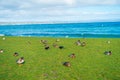 The Pacific black ducks or grey ducks at Lake Taupo, North Island of New Zealand Royalty Free Stock Photo