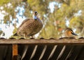 Ducks on the roof Royalty Free Stock Photo