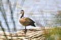 Pacific Black Mallard Duck Bird standing on a Log