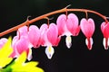 Pacific bleeding heart. Dicentra flowers in close up picture. Br Royalty Free Stock Photo