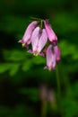 Pacific bleeding heart forest floor Royalty Free Stock Photo