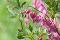 Pacific bleeding heart in spring garden