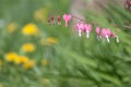 Pacific bleeding heart in spring garden