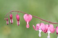 Pacific bleeding heart in spring garden