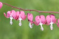 Pacific bleeding heart in spring garden