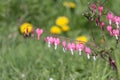 Pacific bleeding heart in spring garden