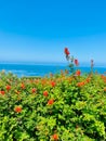 Pacific Bloom: Overlooking the Ocean with Red Flowers in Foreground