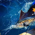 Pacific Blue Marlin tagged Royalty Free Stock Photo