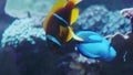 Pacific blue tang fish or Palette surgeonfish, Paracanthurus hepatus, Family Acanthuridae. A popular fish in marine aquariam