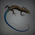 Pacific bluetail skink isolated on gray blur
