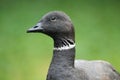 Pacific brent goose Royalty Free Stock Photo