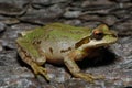 Pacific Chorus Frog on bark
