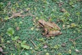 Pacific Chorus frog Pseudacris regilla