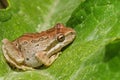 Pacific Chorus Frog Sitting On A Leaf