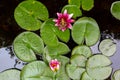 Pacific Tree Frog on Water Lily Flower Aerial View