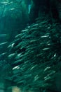 Pacific chub mackerel Scomber japonicus