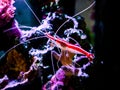 Pacific cleaner shrimp Lysmata amboinensis on a reef tank Royalty Free Stock Photo