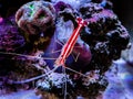 Pacific cleaner shrimp Lysmata amboinensis on a reef tank Royalty Free Stock Photo