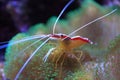 Pacific cleaner shrimp