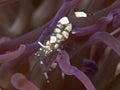 Pacific Clown Anemone Shrimp Royalty Free Stock Photo