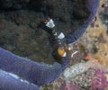 Pacific Clown Anemone Shrimp Periclimenes brevicarpalis Royalty Free Stock Photo