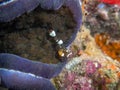 Pacific Clown Anemone Shrimp Periclimenes brevicarpalis Royalty Free Stock Photo