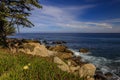 Pacific coast cypress tree and ocean waves crashing on the cliffs of a rugged Northern California coastline in Monterey Royalty Free Stock Photo