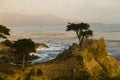 Pacific coast and cyprus tree Royalty Free Stock Photo