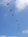 Pacific Coast Highway Beach Scene - Pelican Flock