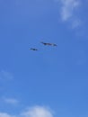 Pacific Coast Highway Beach Scene - Pelican Flock