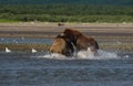 Pacific Coastal Brown bears usus arctos fighting - grizzliy - Royalty Free Stock Photo