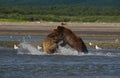 Pacific Coastal Brown bears usus arctos fighting - grizzliy - Royalty Free Stock Photo