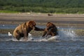 Pacific Coastal Brown bears usus arctos fighting - grizzliy - Royalty Free Stock Photo