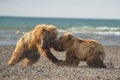 Pacific Coastal Brown bears usus arctos fighting - grizzliy - Royalty Free Stock Photo